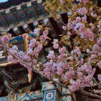 Fluffy Double Cherry Blossoms of Munsusa Temple