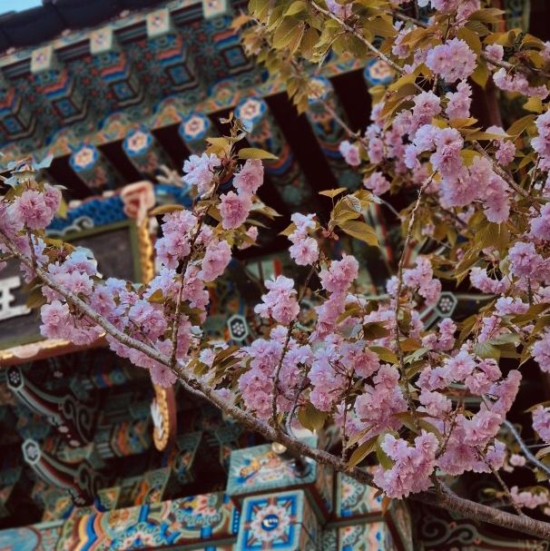 Fluffy Double Cherry Blossoms of Munsusa Temple