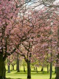 🌸 Edinburgh The Meadows: One of the Most Popular Cherry Blossom Spots 