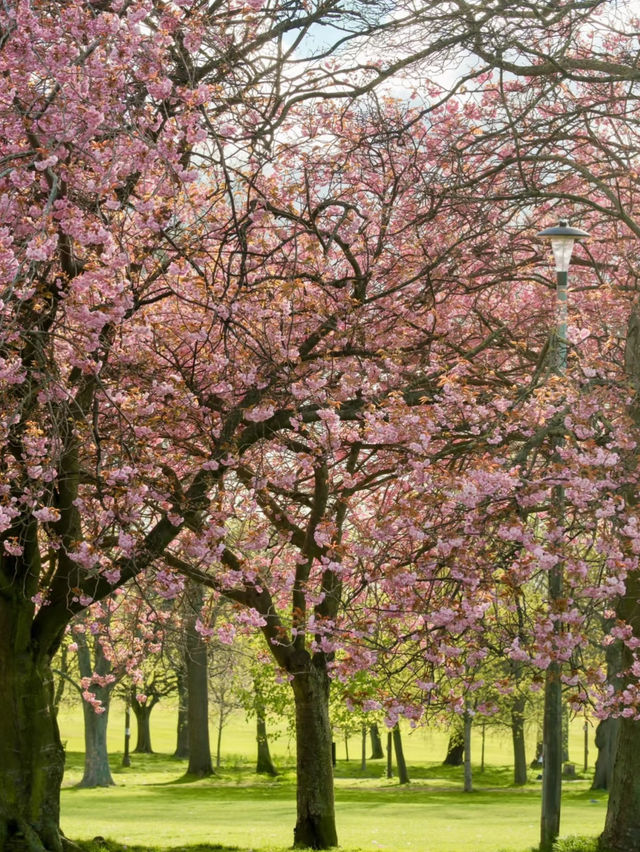 🌸 Edinburgh The Meadows: One of the Most Popular Cherry Blossom Spots 