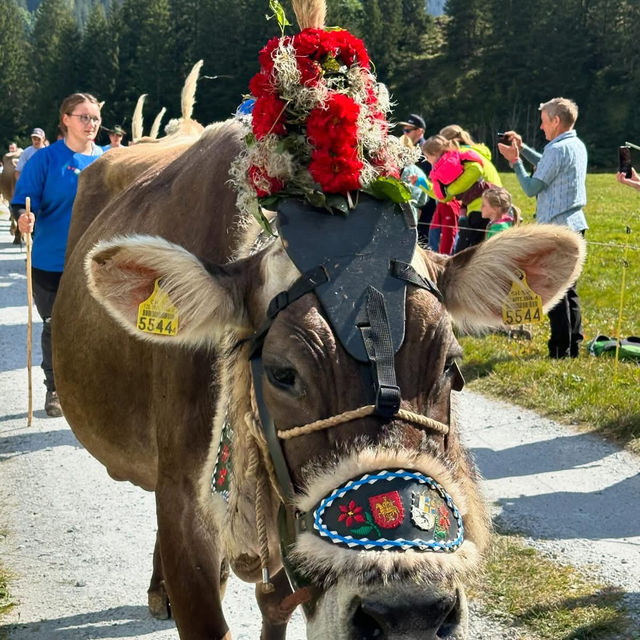 A Celebration of Alpine Tradition: My Day at the Alpabfahrt in Switzerland
