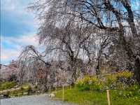法華原華庭園，高達10公尺的巨大身延垂枝櫻