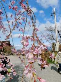 #古都的樱花之韵 #日本京都