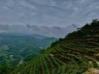 坪林烏窟子山欣賞梯田式的茶園美景