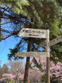 Sakura Viewing at Nakajima Park in Hokkaido