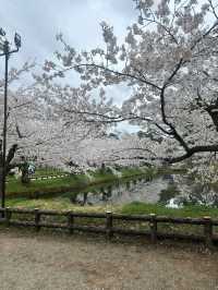 Sakura Flowers in Hirosaki Park: A Spectacular Springtime View