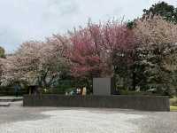 Mountain Air, Lake Views, and Sakura Feels