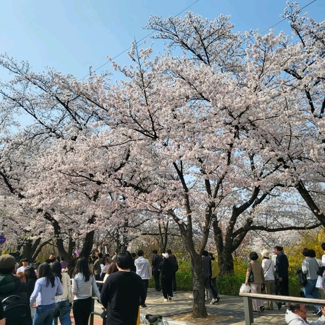 Yunjungno Cherry Blossom Walkway: A Springtime Haven