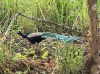 Chitwan National Park: Nepal’s Wild Treasure