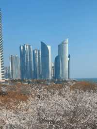 Why Busan is the Ultimate Spring Escape - Cherry Blossoms, Street Eats & Seaside Views