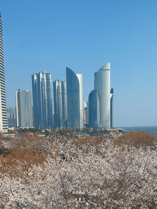 Why Busan is the Ultimate Spring Escape - Cherry Blossoms, Street Eats & Seaside Views