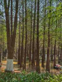 Reflections of Spring: Nature’s Calm at Haihong Wetland Park