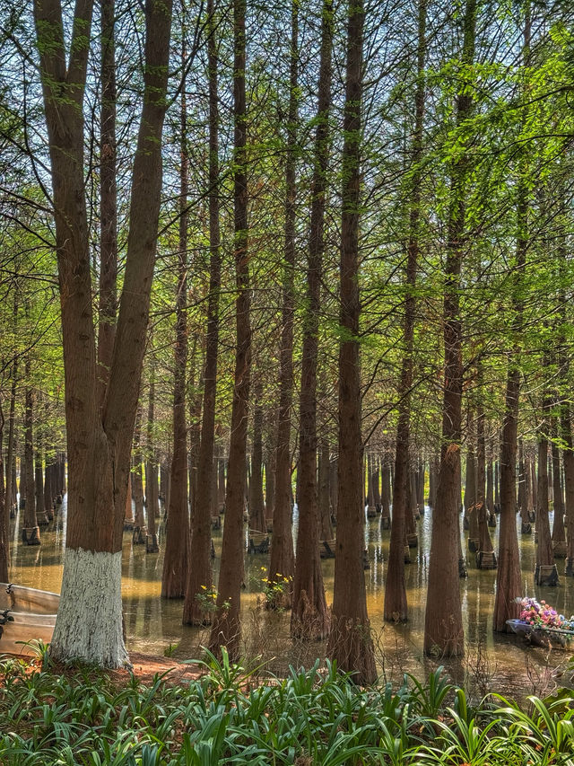 Reflections of Spring: Nature’s Calm at Haihong Wetland Park