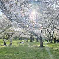 Seasonal Wonders at Showa Kinen Park