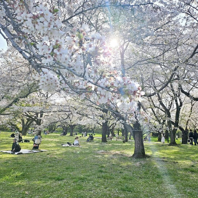 Seasonal Wonders at Showa Kinen Park