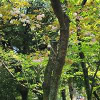 Tsuruma Park: A Cherry Blossom Escape in Nagoya