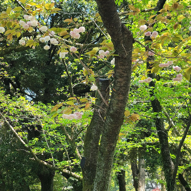 Tsuruma Park: A Cherry Blossom Escape in Nagoya