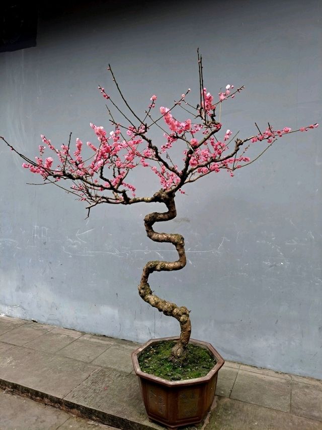 고요한 정원 속 작은 세계, 두보초당의 분재