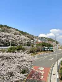 海風與花雨：釜山櫻花季的絕美邂逅