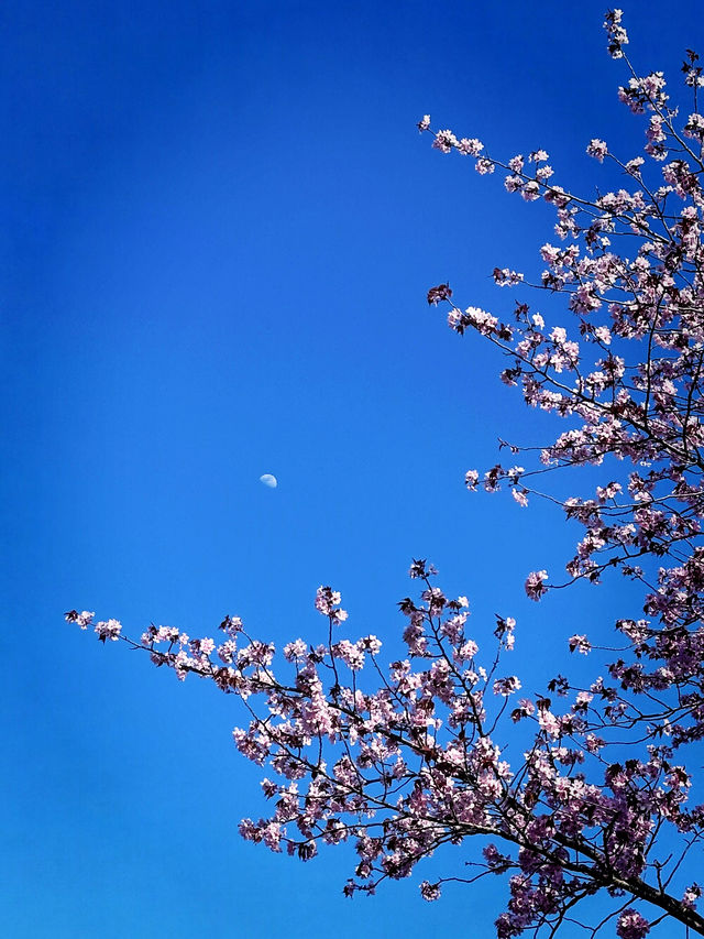 2025五月北海道獨遊追櫻之旅🌸 - 第一彈