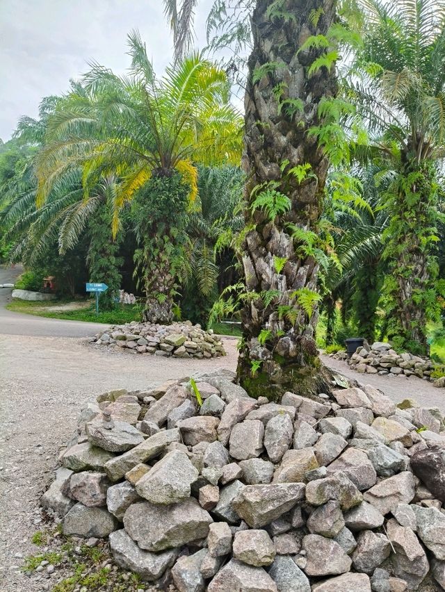 Must try 🔥Kefi Farm Cafe: A Scenic Retreat in Kluang