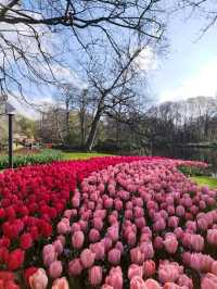 A Blooming Wonderland at Keukenhof Gardens 🌷