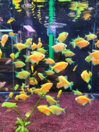 【香港】金魚街