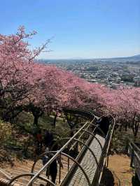 Matsuda Cherry Blossom: A Hidden Spring Gem