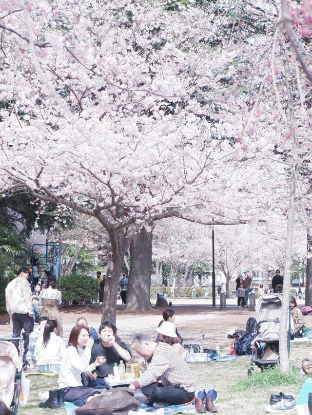 東京高速巴士直達仙台賞櫻
