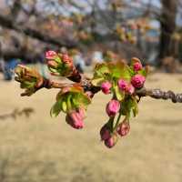 Shinjuku Gyoen – A Quiet Breath in the Heart of Tokyo