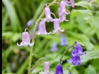 A Rain-Kissed Spring at Culzean: Blooms, Castles, and Enchanted Woods