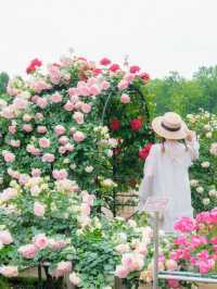 【調布】バラの香りに癒される🌸