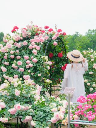 【Chofu】Relax in the Fragrance of Roses