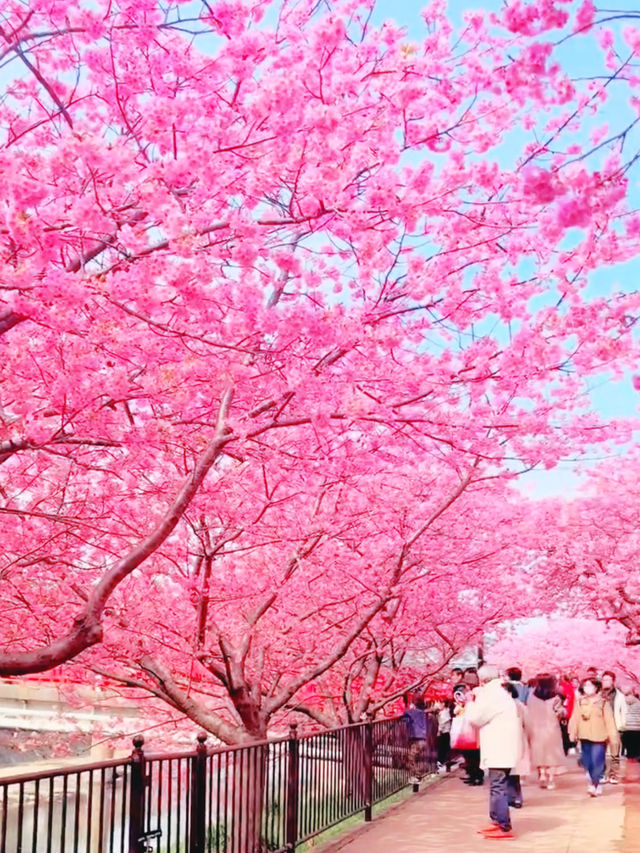 First Blossoms of Spring in Kawazu – A Pink Paradise on the Izu Peninsula