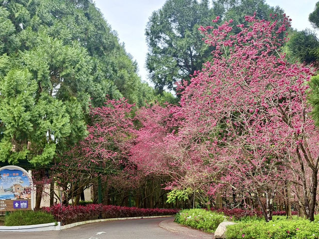 FORMOSAN ABORIGINAL CULTURE VILLAGE: TAIWAN’S CHERRY BLOSSOM FESTIVAL WONDERLAND 🌸🎡✨