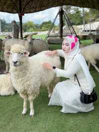 ฟาร์มแกะ ทุ่งสง  - นครศรีธรรมราช 🐑