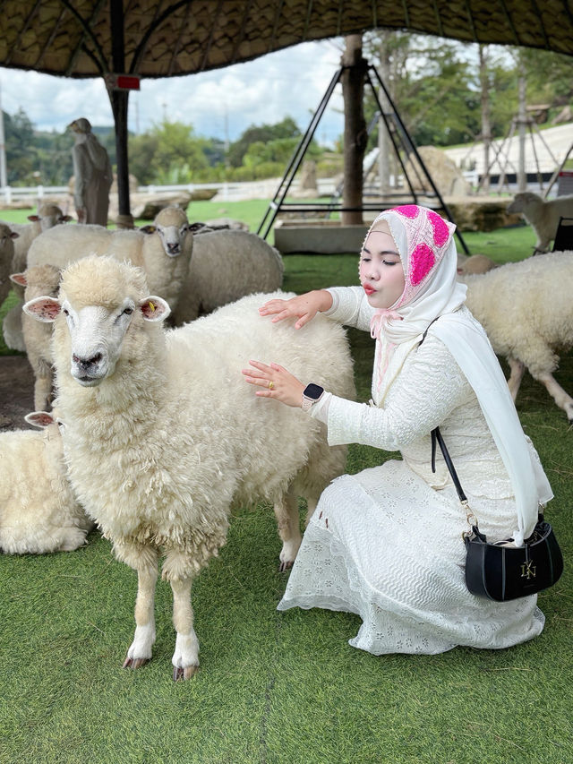 ฟาร์มแกะ ทุ่งสง  - นครศรีธรรมราช 🐑