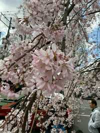 Philosopher’s Path: A Serene Walk Through Kyoto’s Heart