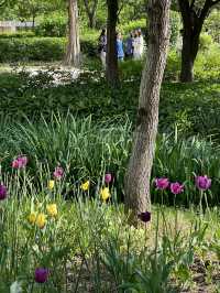 Exploring Seoul Forest 🌳🌿🌴🌱🦌: A Green Oasis in the City