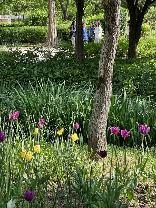Exploring Seoul Forest 🌳🌿🌴🌱🦌: A Green Oasis in the City