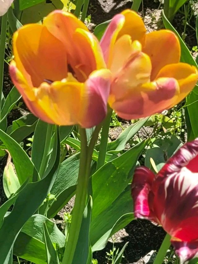 Experience the Profytodsd Tulip Festival in the Netherlands