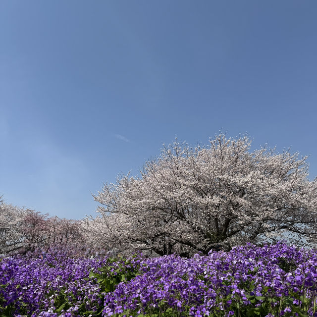 桜の時期は特に圧巻！