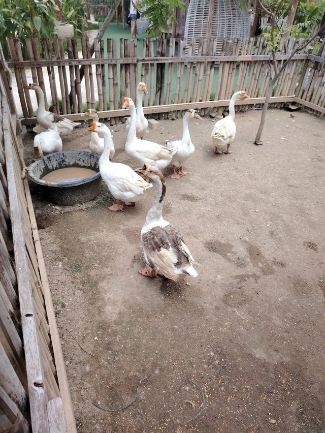 Batam zoo paradise
