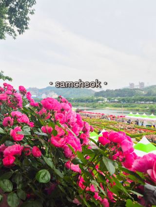 ❤️화려한장미가 유혹하는[2025삼척장미축제]