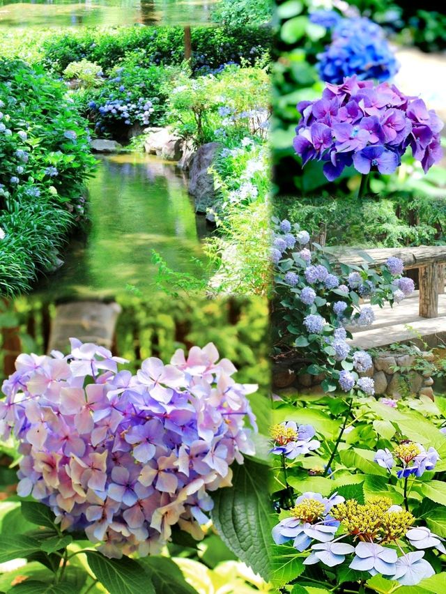 💜繡球花💙大阪長居公園