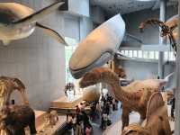 Shanghai natural history museum