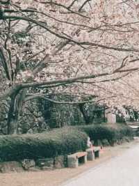 Petal Reflections in Omura’s Spring Symphony