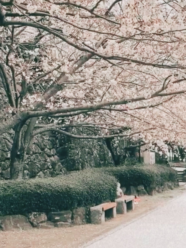 Petal Reflections in Omura’s Spring Symphony