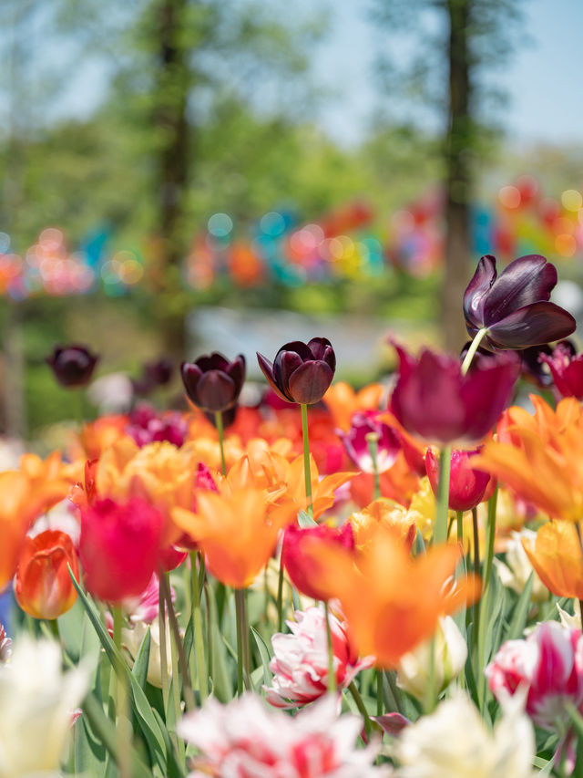 【 期間限定開催！】300万本ものチューリップに囲まれる夢の世界🌷🌈