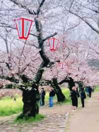 Samurai Blossoms and Petal Dreams at Kikko Park, Yamaguchi